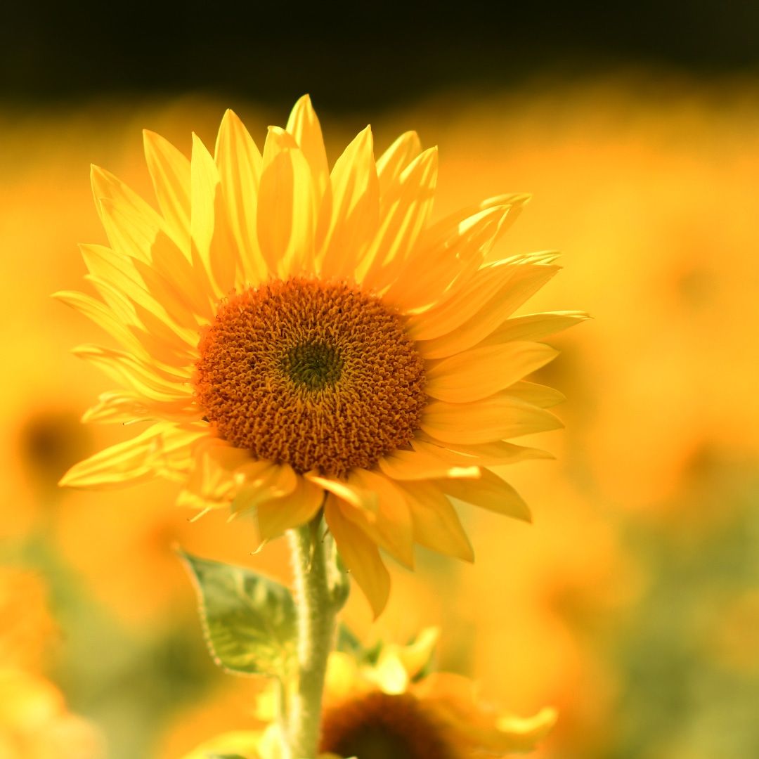 Vibrant yellow sunflower in bloom against warm golden bokeh background.