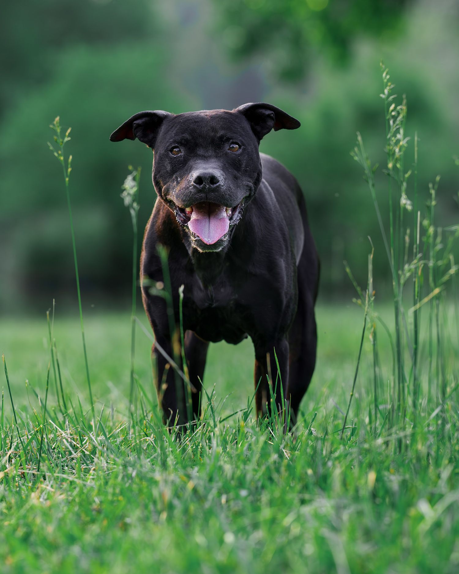 Photograph of a black dog captured by Wildomar, CA dog photographer Fetch Light Photography