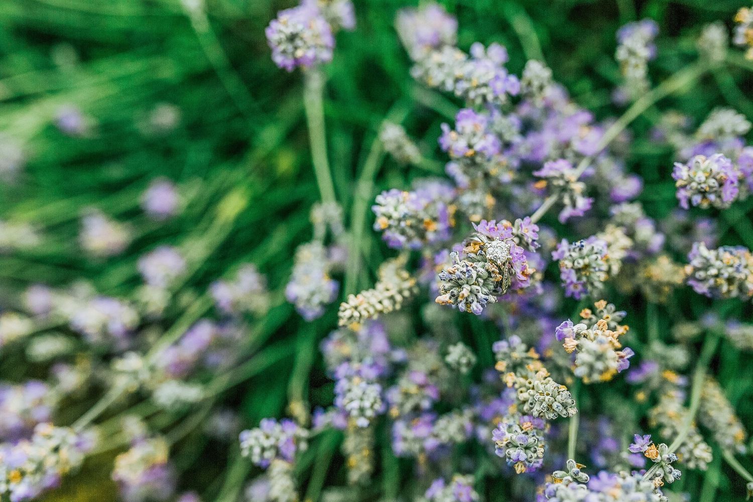 Hayley Elizabeth Photography Cotswolds Photographer Lavender engagement session Snowshill diamond ring on lavender