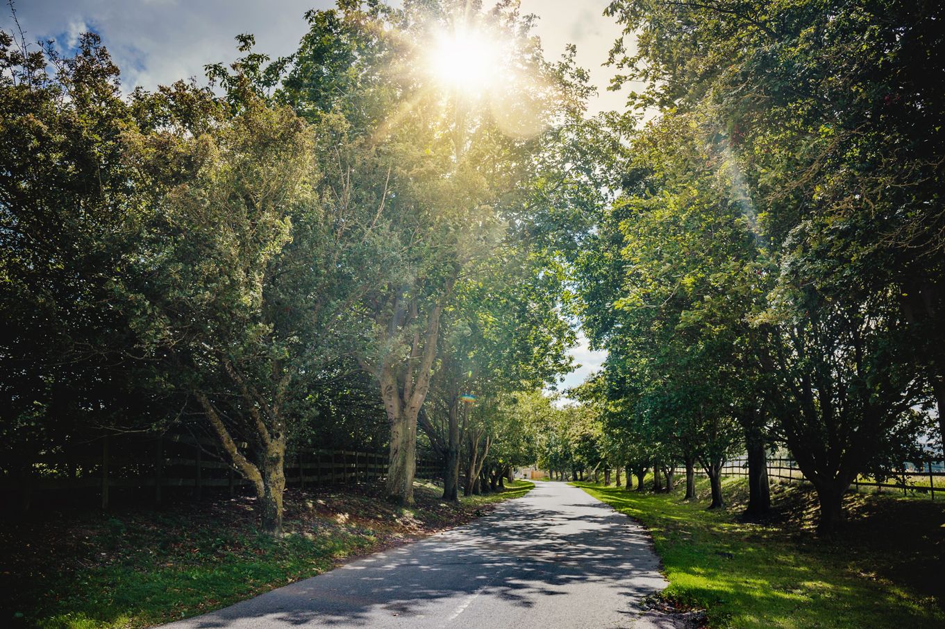 Sunlit tree-lined country road with sunburst through branches on a summer day.