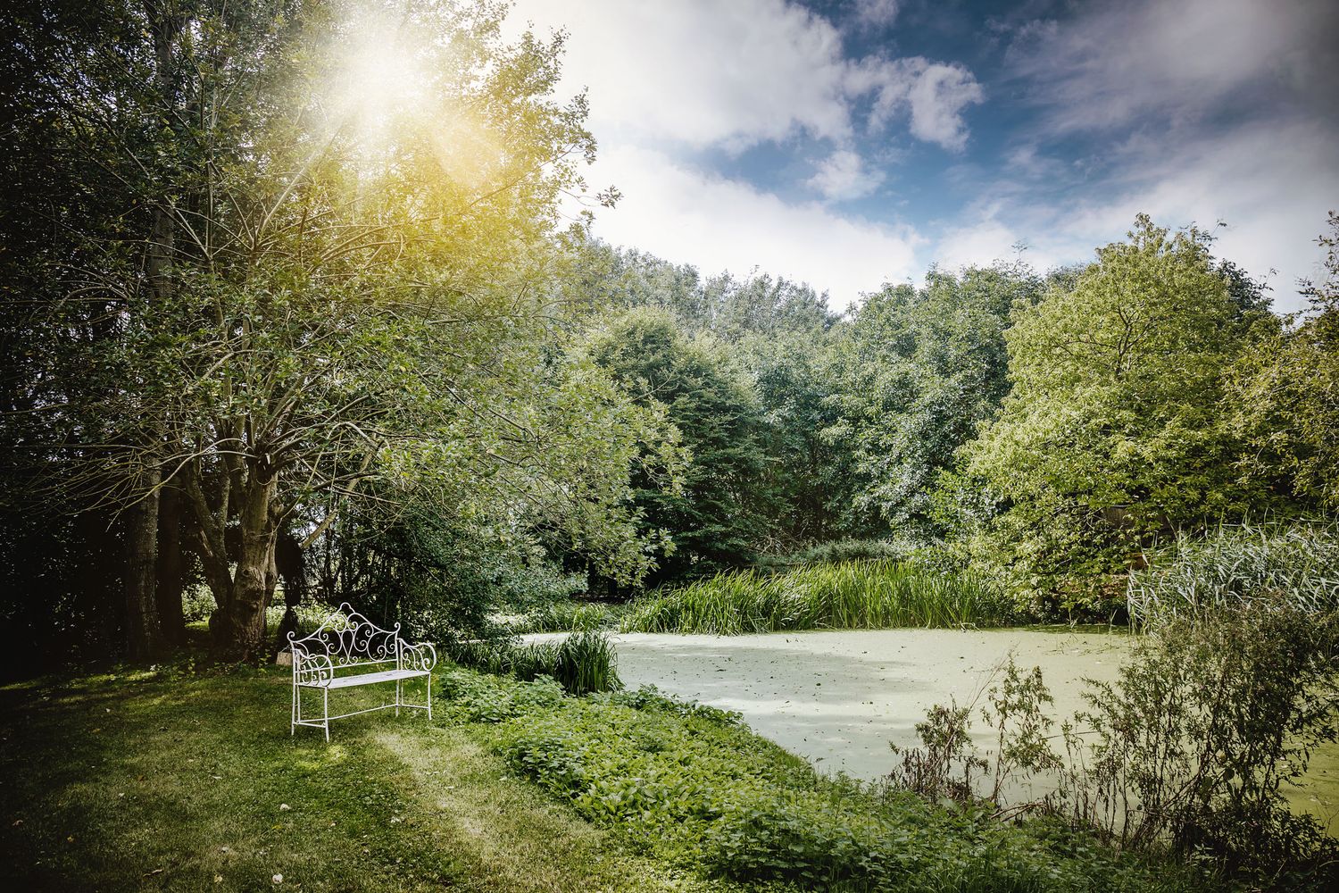 Scenic park bench overlooking a pond surrounded by trees with sunlight filtering through.