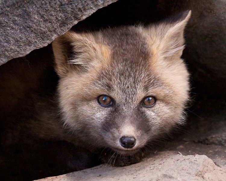 Cascade-Fox-Kit-Pokes-Head-out-of-den-in-Mount-Rainier-National-Park-Washington