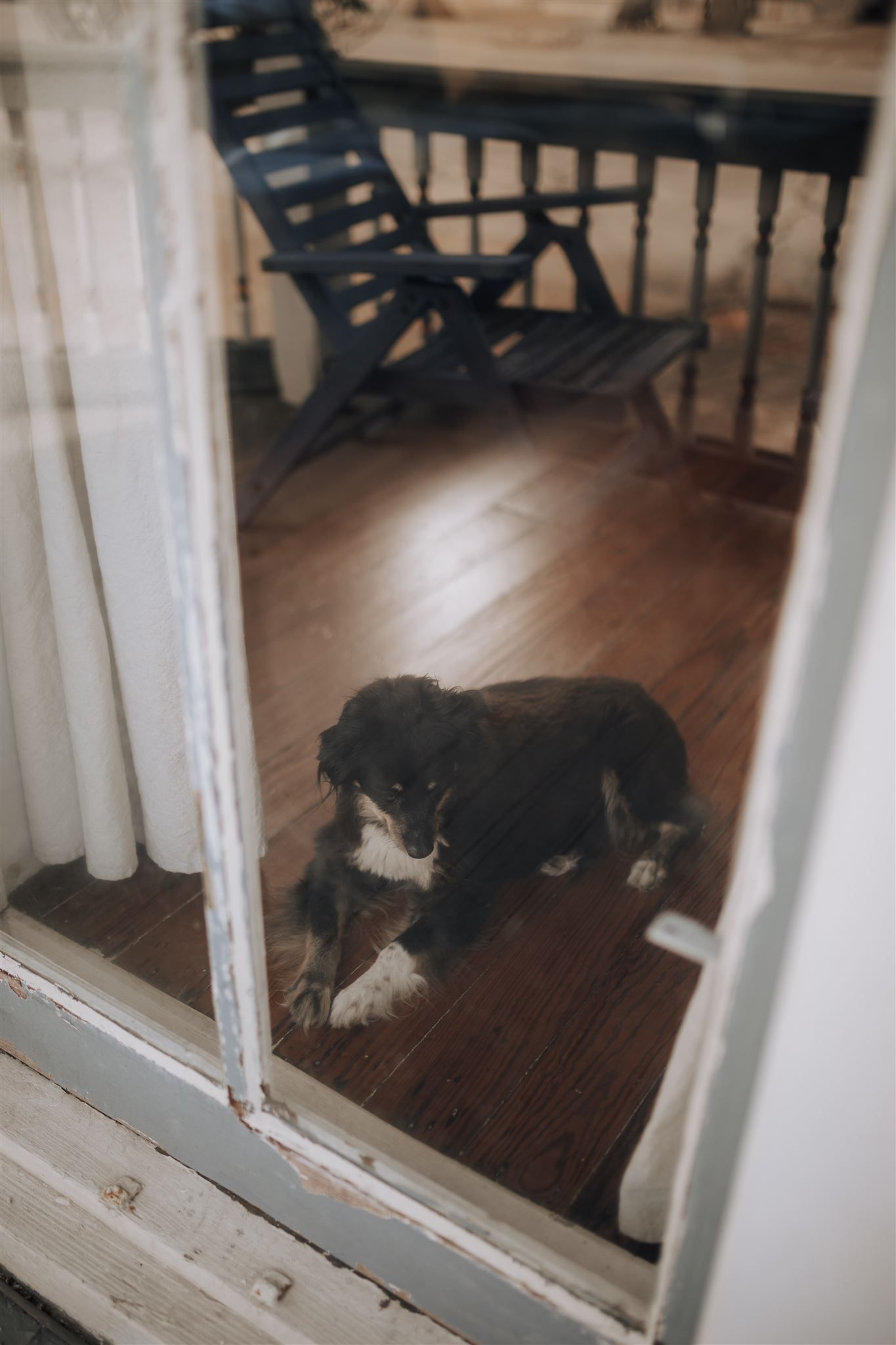 Black and white dog rests on hardwood floor viewed through window panes.
