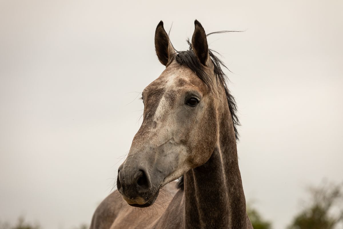 Close-up portrait of a gray horse's head against an overcast sky.