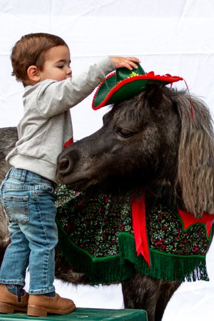 A small child reaches up to decorate a miniature pony wearing a festive Christmas sweater and holiday accessories.