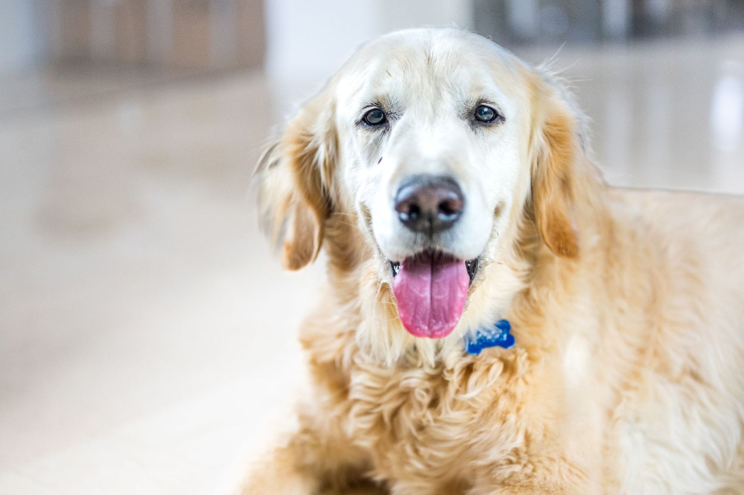 Larry a friendly Golden Retriever smiling happily at the camera, for his doggy day photoshoot.