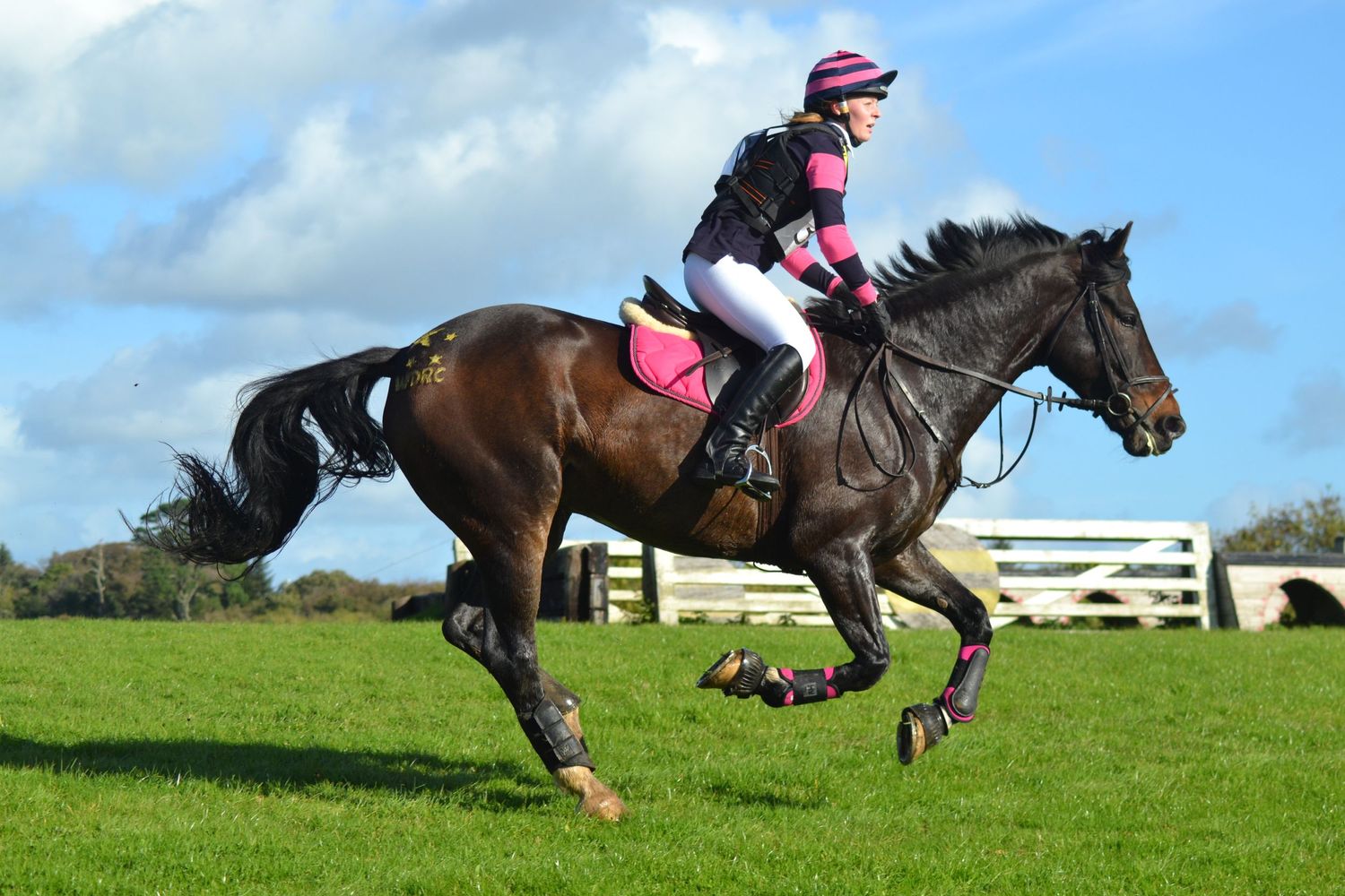 Galloping Timmy