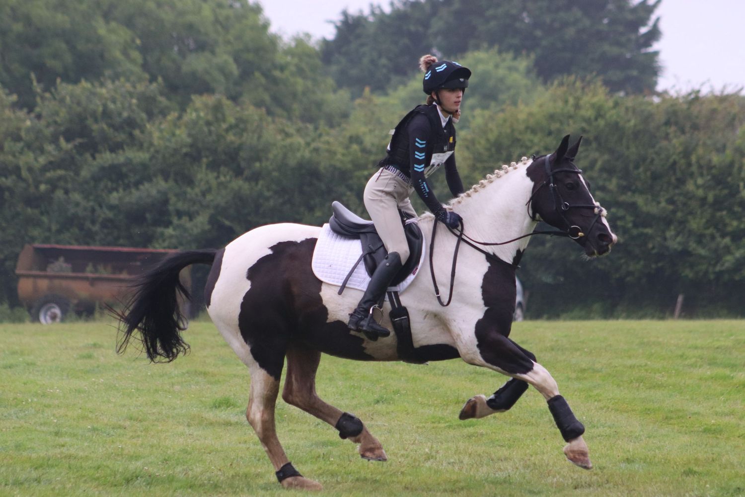 Galloping piebald