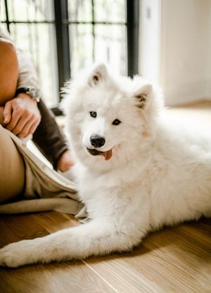 A fluffy white Samoyed dog relaxes on hardwood floors beside the couch.