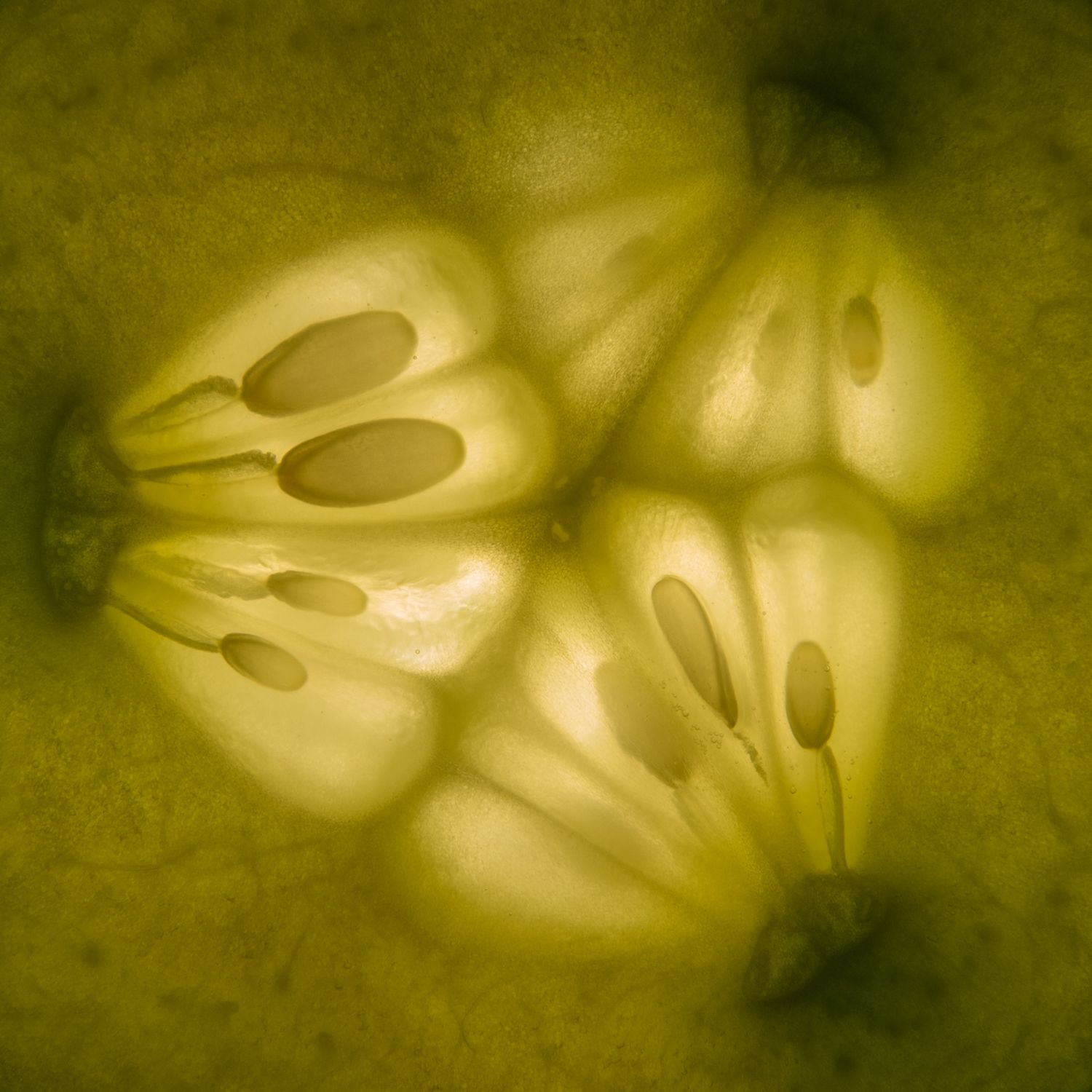 abstract photo of a slice cucumber