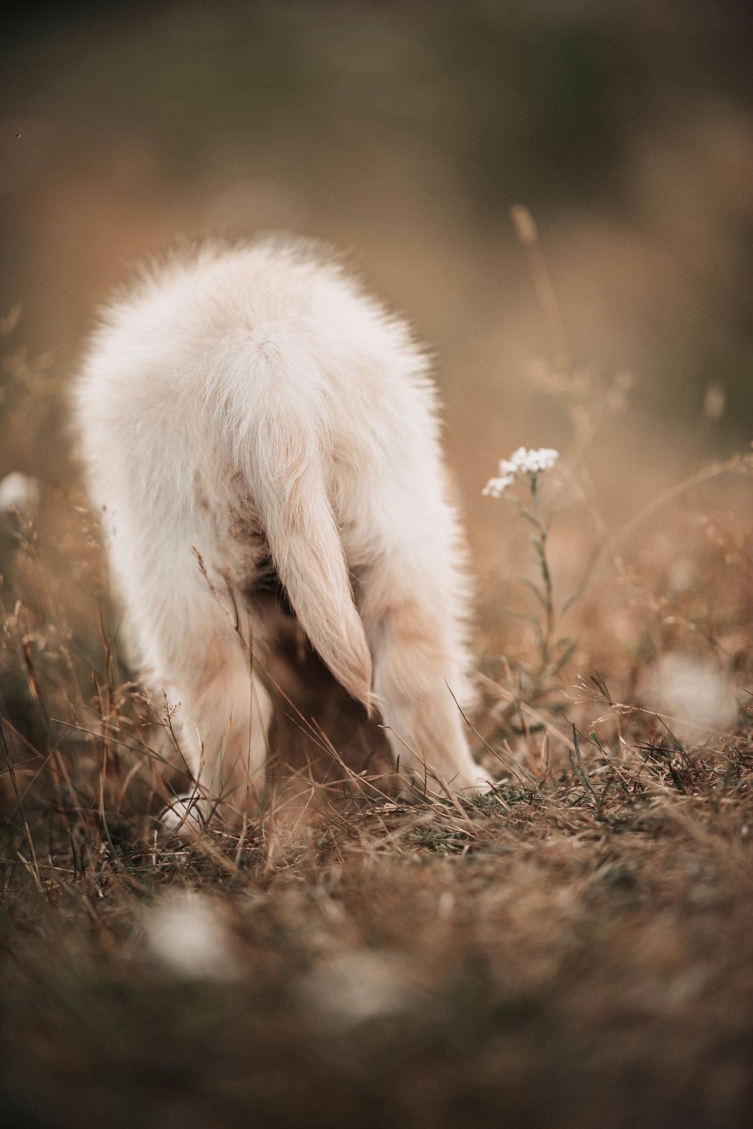 A fluffy white dog explores a field of wildflowers in warm, moody lighting.