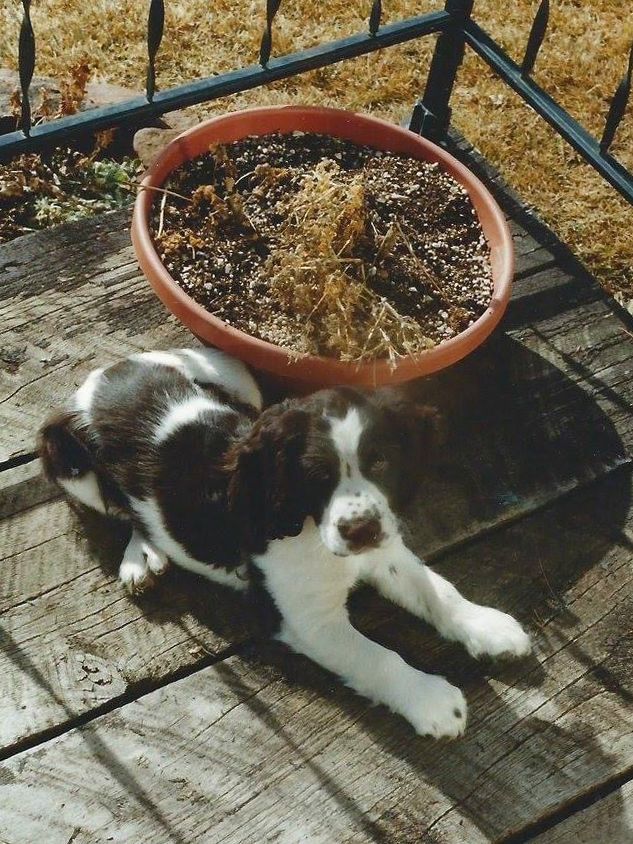 Brown and white puppy on a deck.