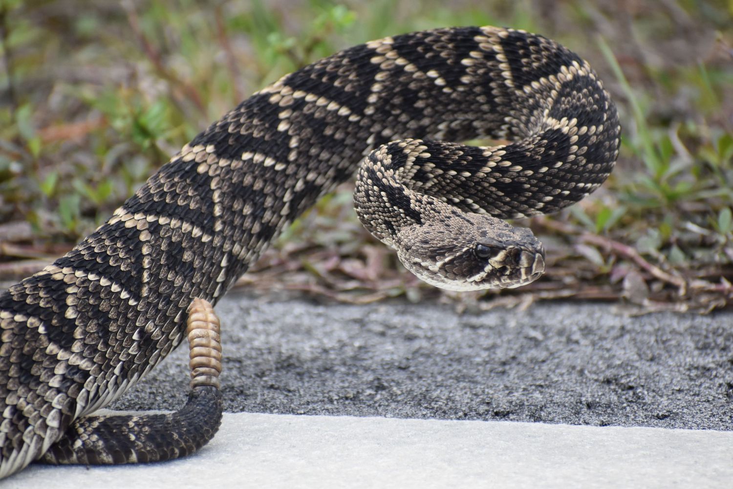 Gone herping