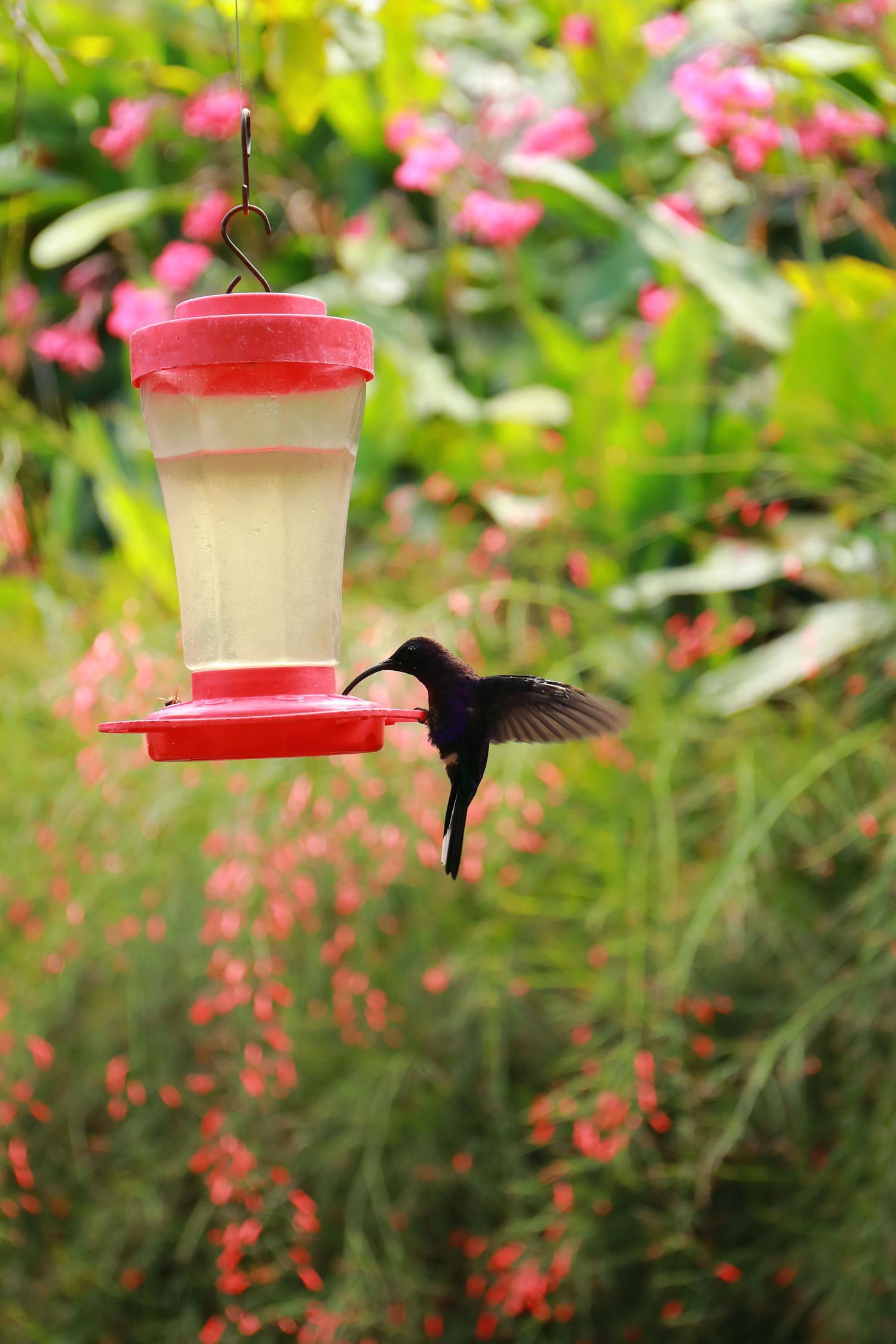Hummingbird feeding from a red nectar feeder surrounded by pink flowers.