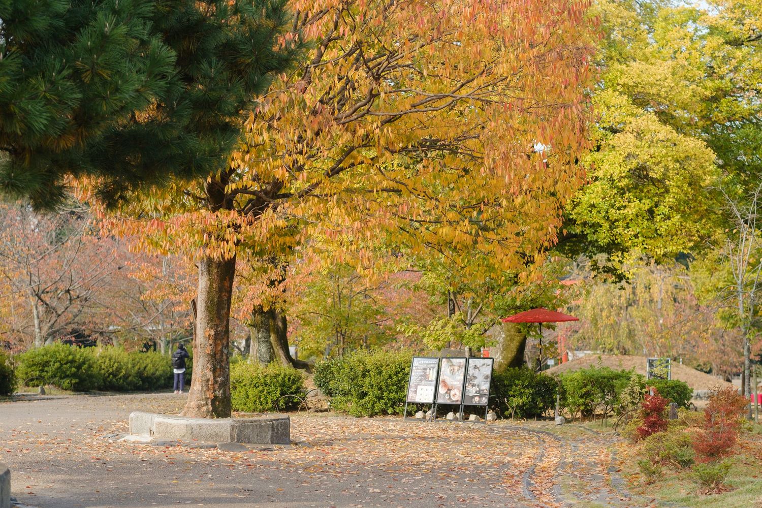 Peaceful Japanese park scene with vibrant yellow and green autumn trees surrounding a quiet garden path.