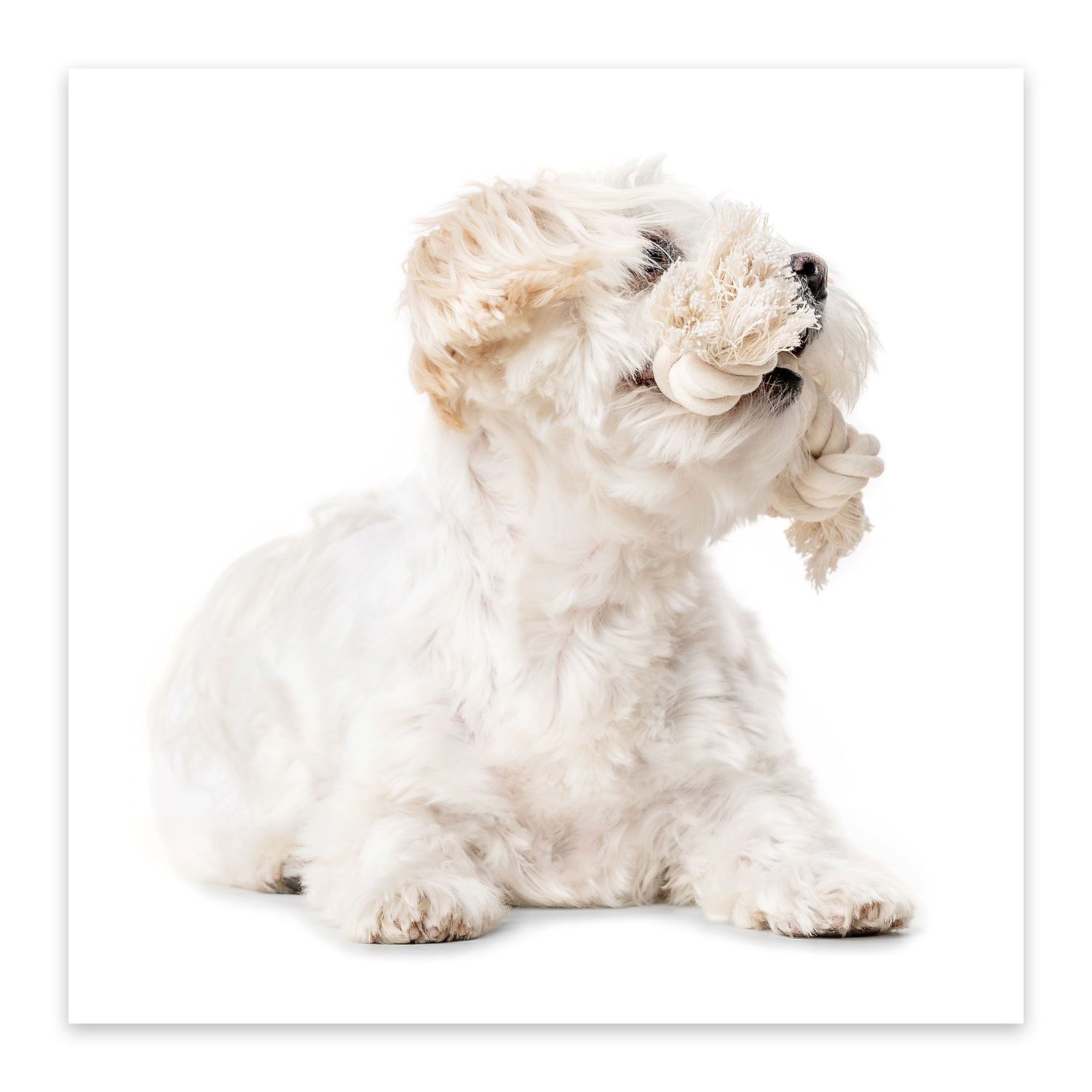 White Maltese puppy resting with head tilted up against white background.