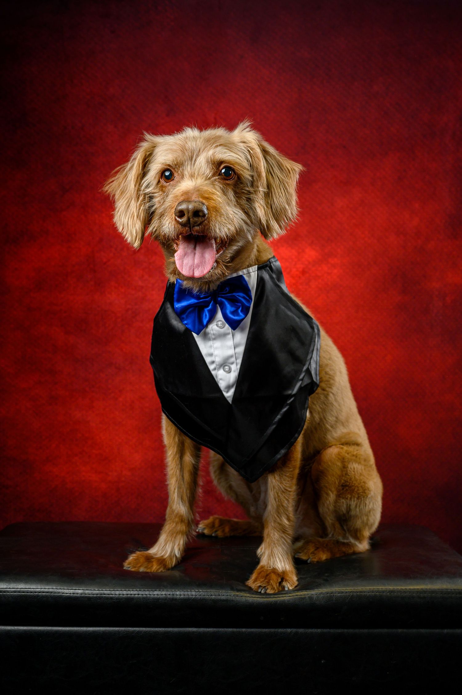 Scruffy terrier mix wearing formal tuxedo vest and blue bowtie poses against deep red background.