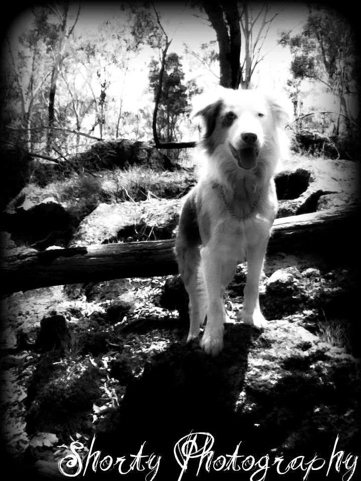 Portrait of a white dog standing proudly on rocks in vintage-style black and white.