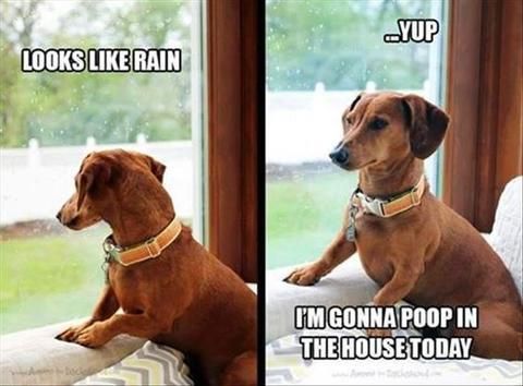 Two brown dogs looking out a window with humorous captions about rain and indoor accidents.