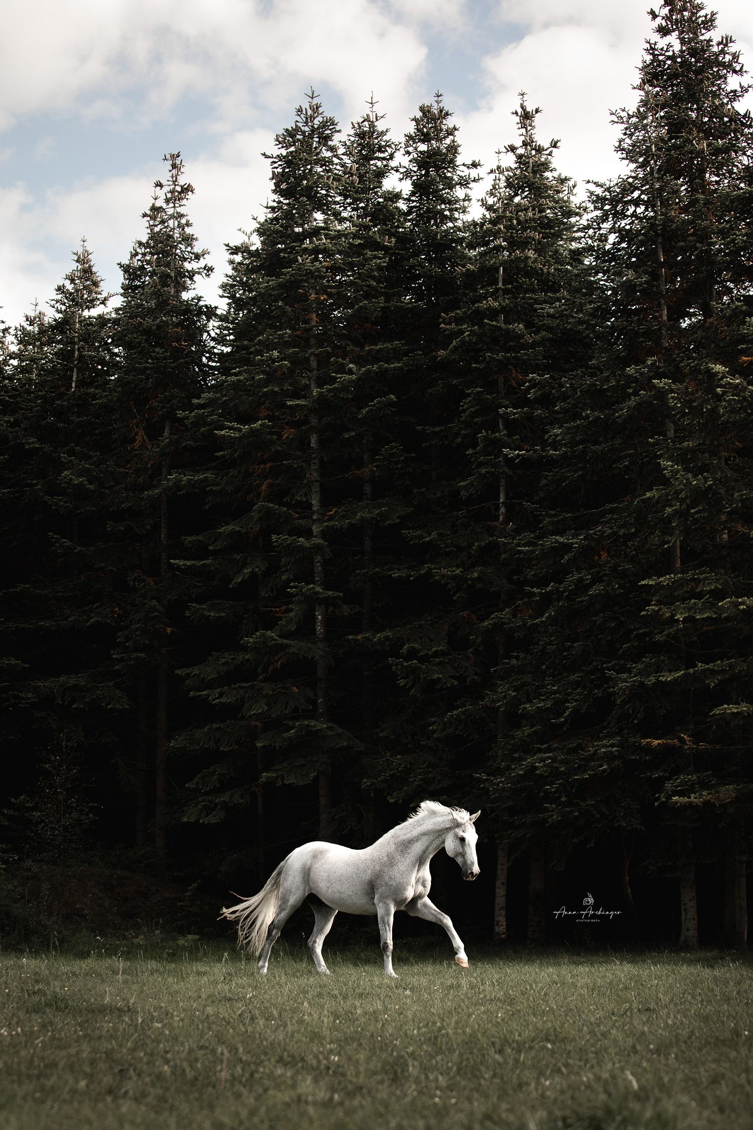 Majestic white horse walking alone in field against backdrop of dark evergreen forest.