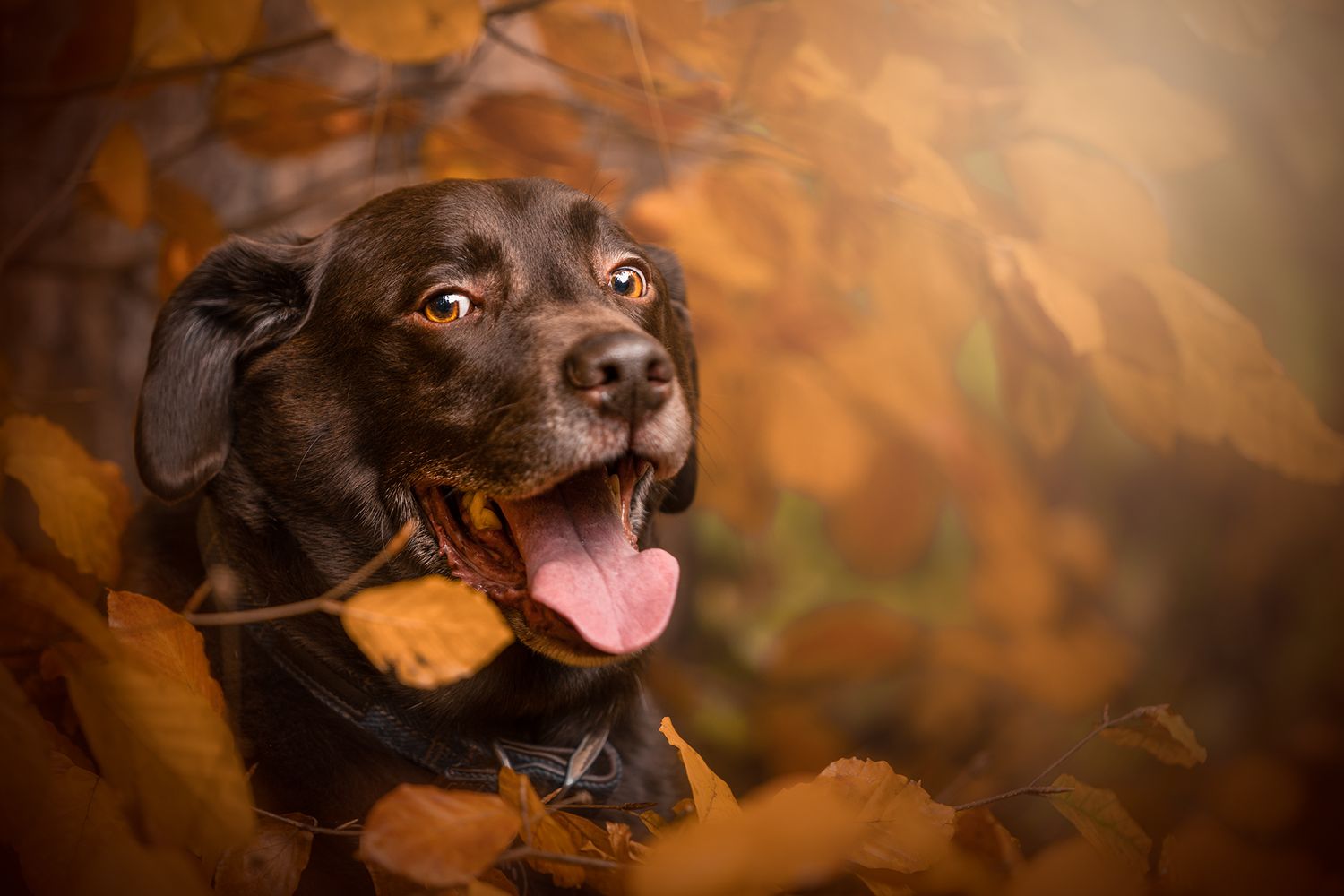 manchester pet photographer, chocolate labrador, bramhall, cheshire