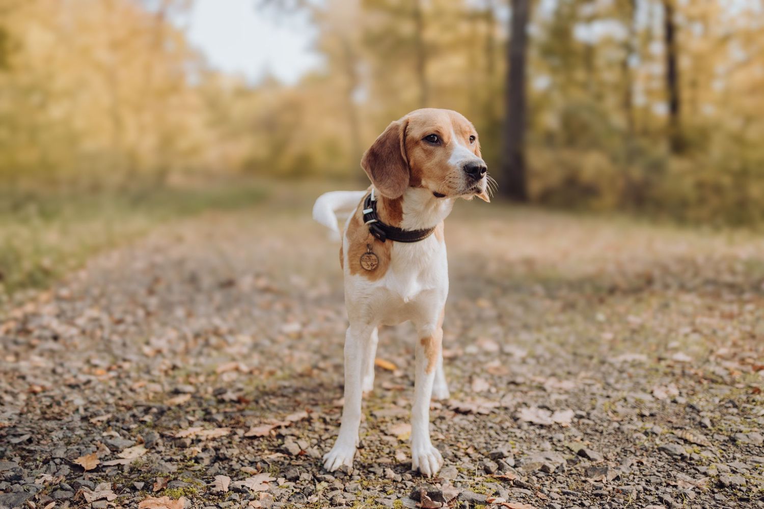 Séance photo chien Beagle en Auvergne Rhône-Alpes, en pleine nature, complicité entre le chien et son maître.
