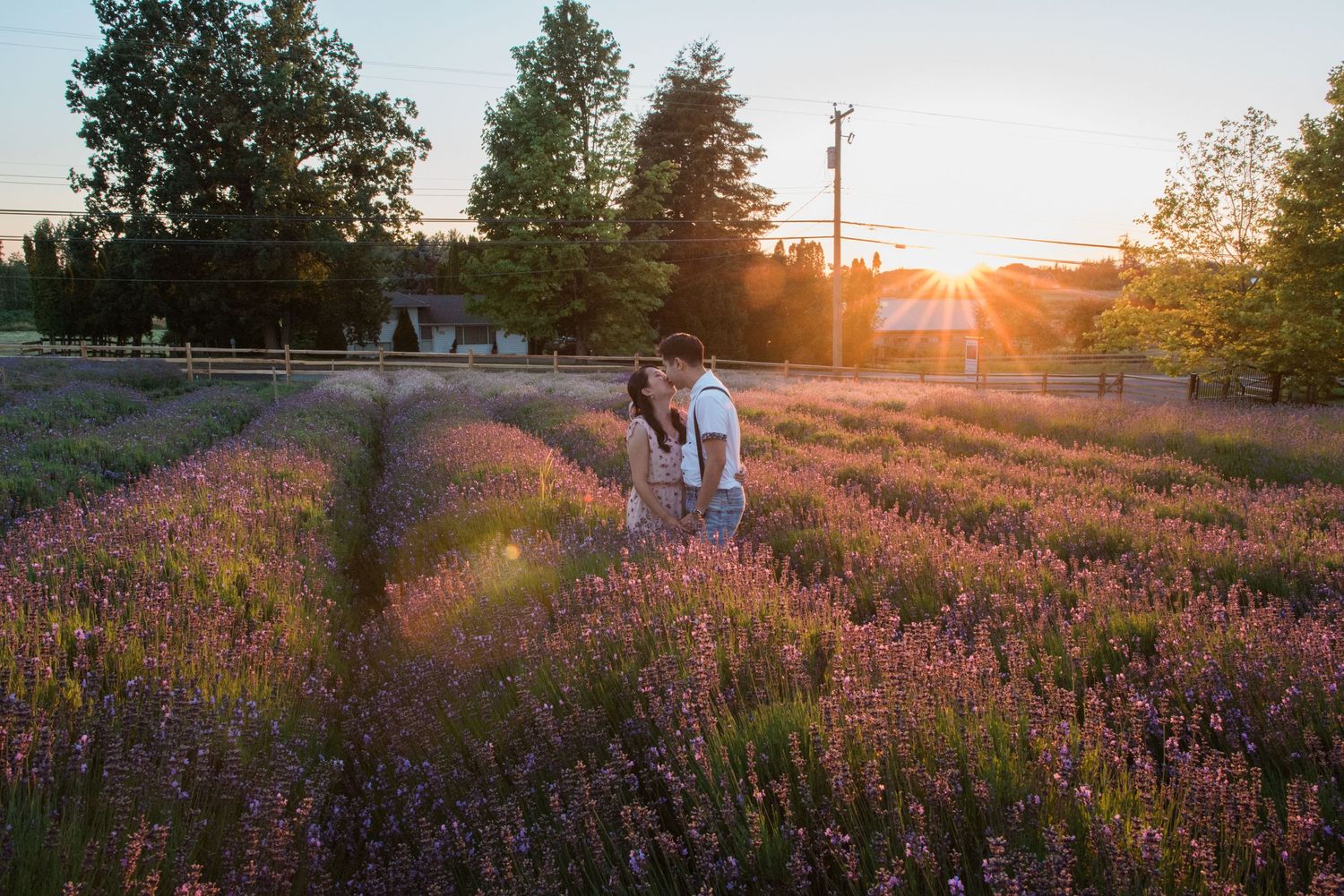 A sunset illuminates rows of purple lavender flowers in a scenic garden setting.