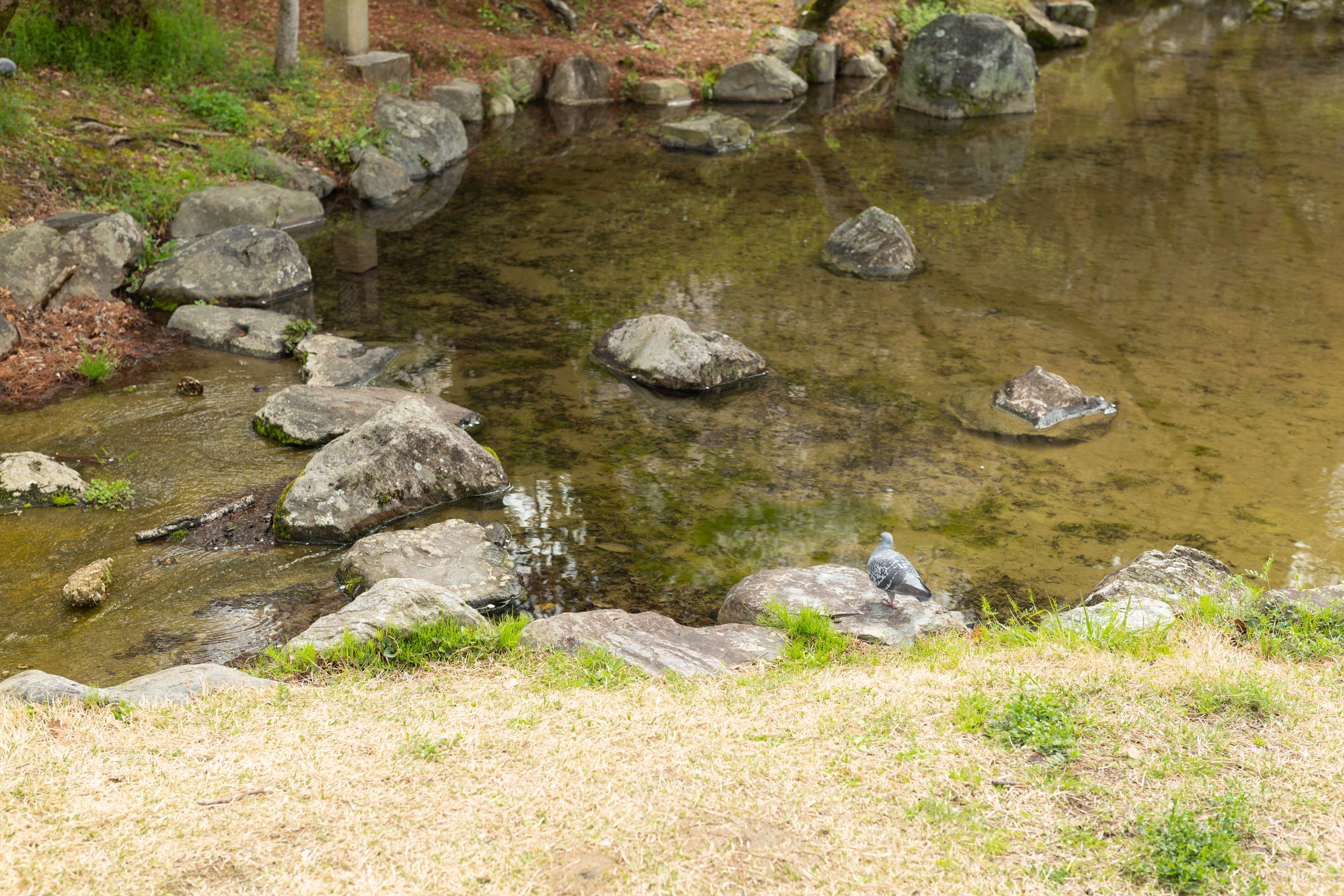 Peaceful Japanese garden pond with rocks and a bird resting near the water.
