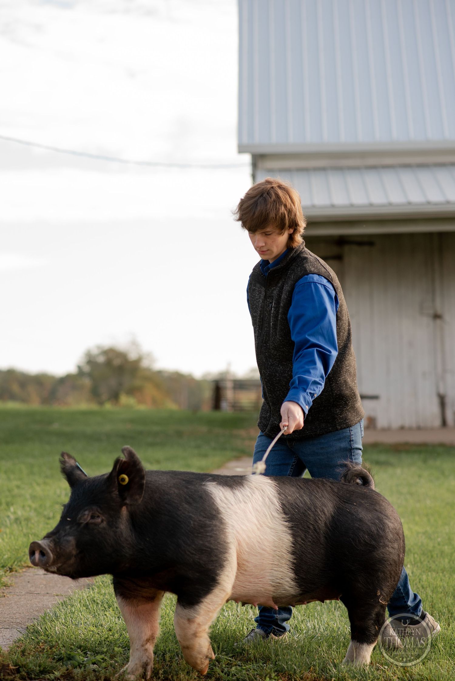 A black and pink pig walks alongside someone in a blue jacket near a white barn.