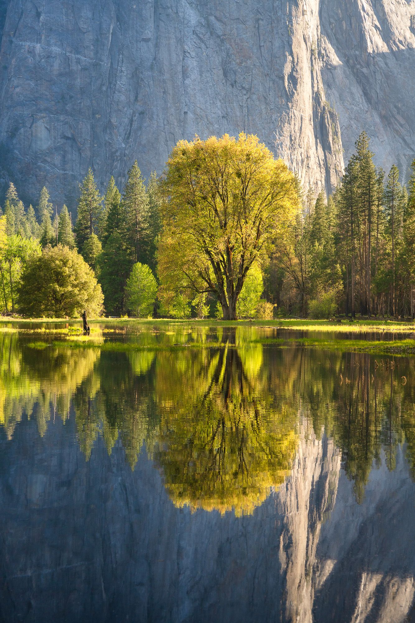 A bright green tree reflects perfectly in still waters at Yosemite Valley with granite cliffs towering in the background.