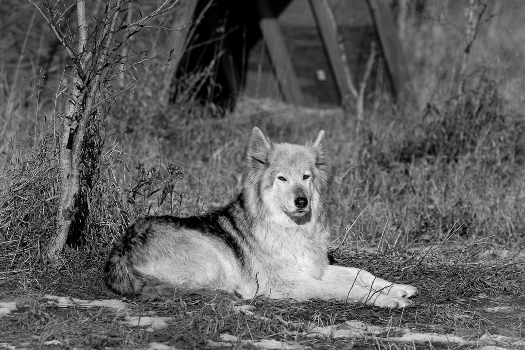 Kathana a Wolf Dog Relaxing near Cochrane Ab