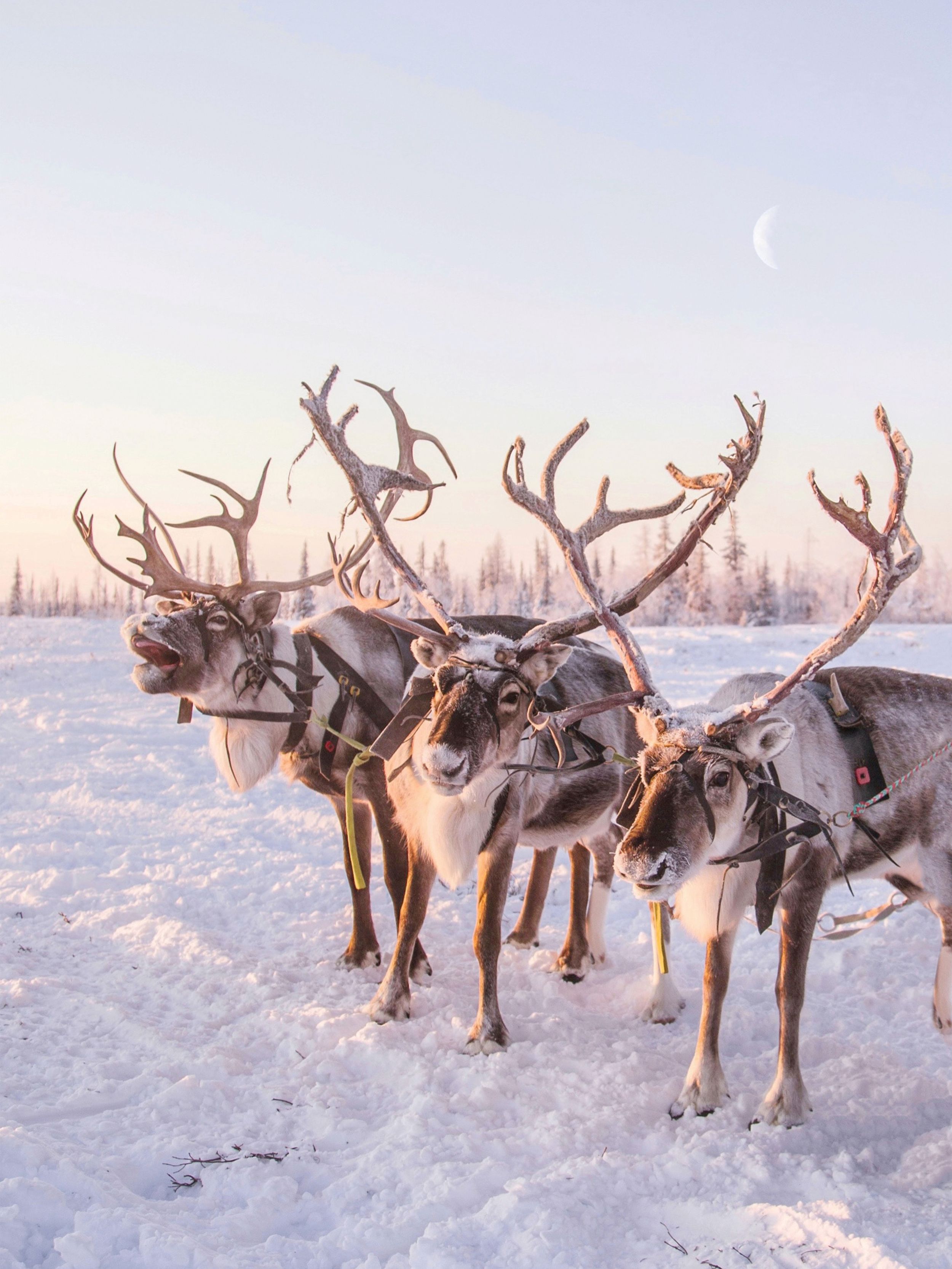 Pastel Lapland Photo Art Print of Reindeer Deer Animals in Snow, Norway Scandinavian Travel Photography