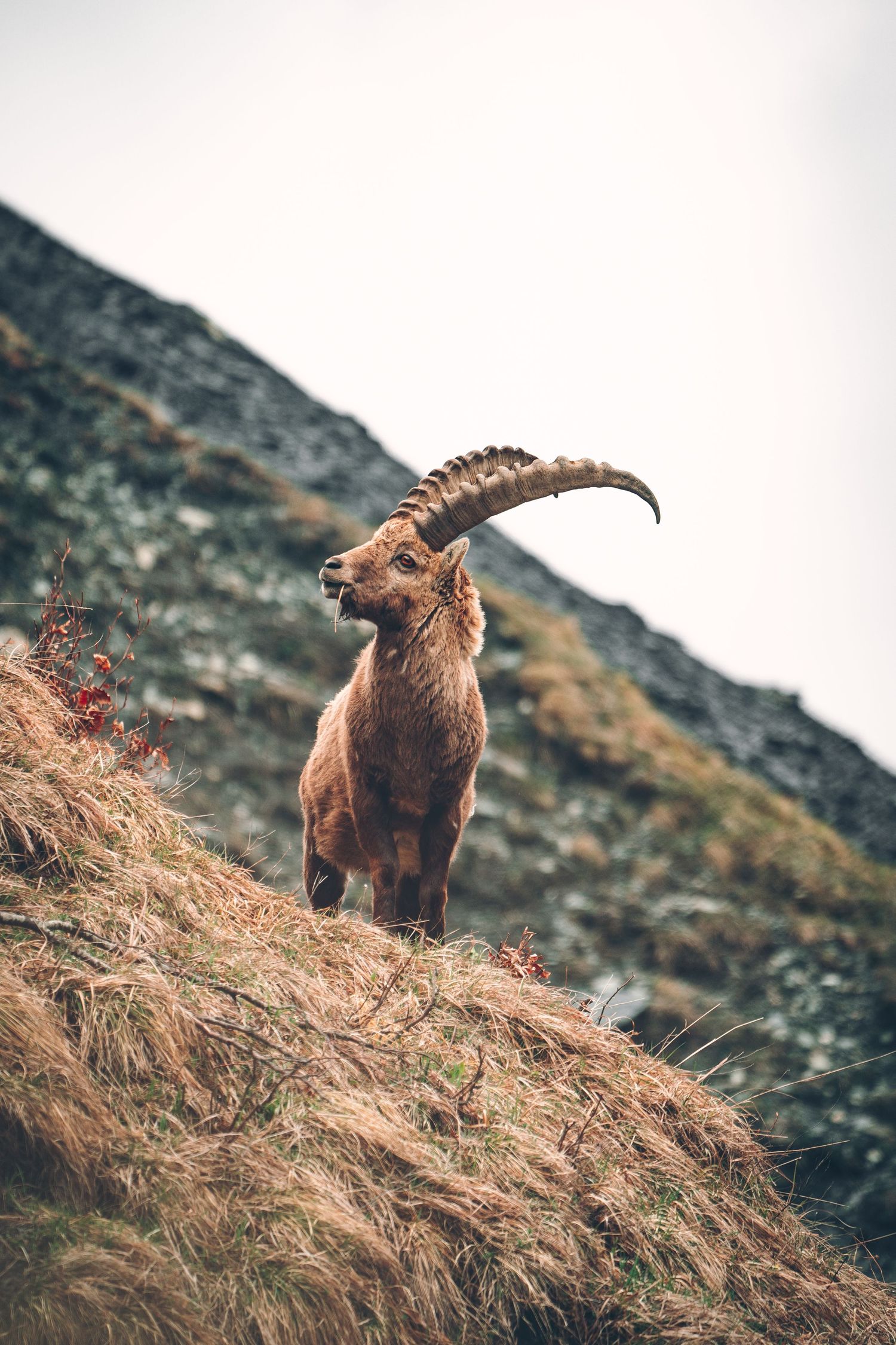 Steinbock mit Grashalm im Maul steht majestätisch in den Glarner Alpen. Fotografiert von Urban Engel Perspectiva