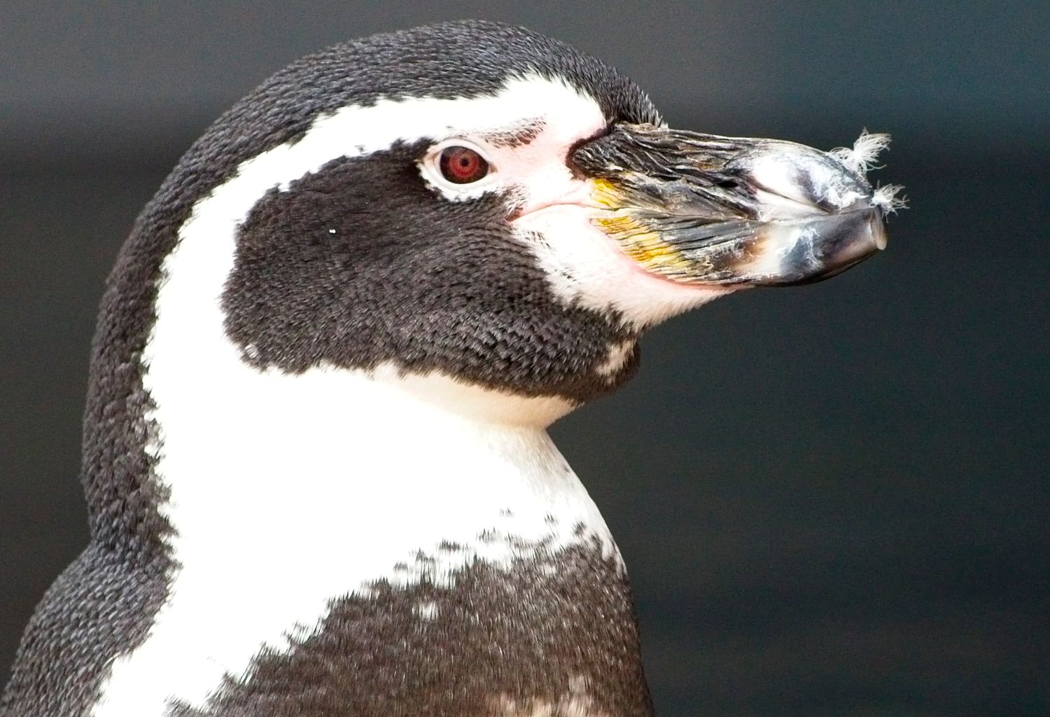 Profile of a penguin  pointing towards the left.