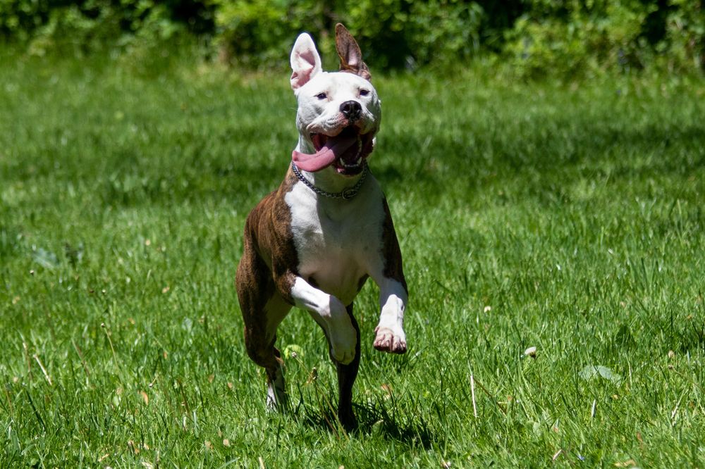 Brown and white bully breed dog running toward camera with happy expression and tongue hanging out of mouth