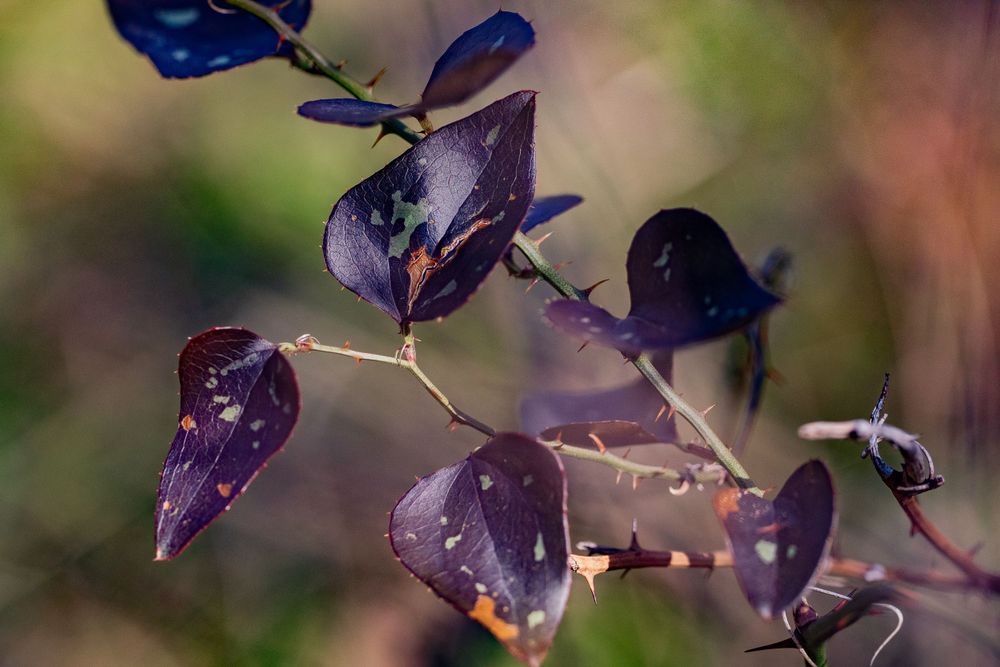 Purple Leaves