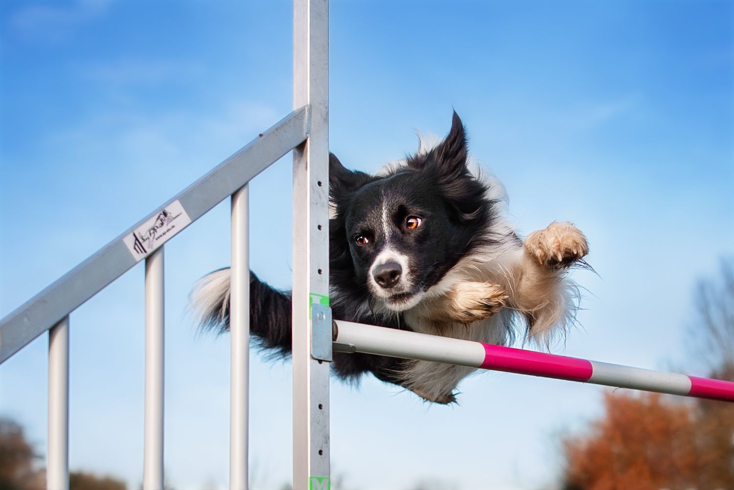 Tierfotografie Wild Ones Agility