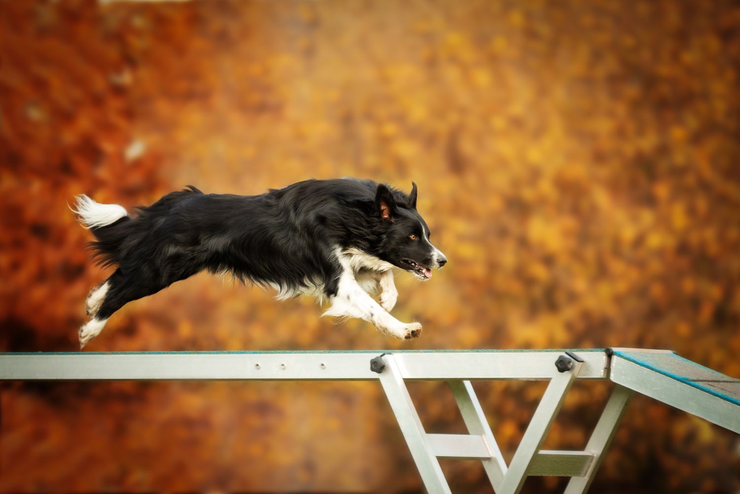 Tierfotografie Wild Ones Agility