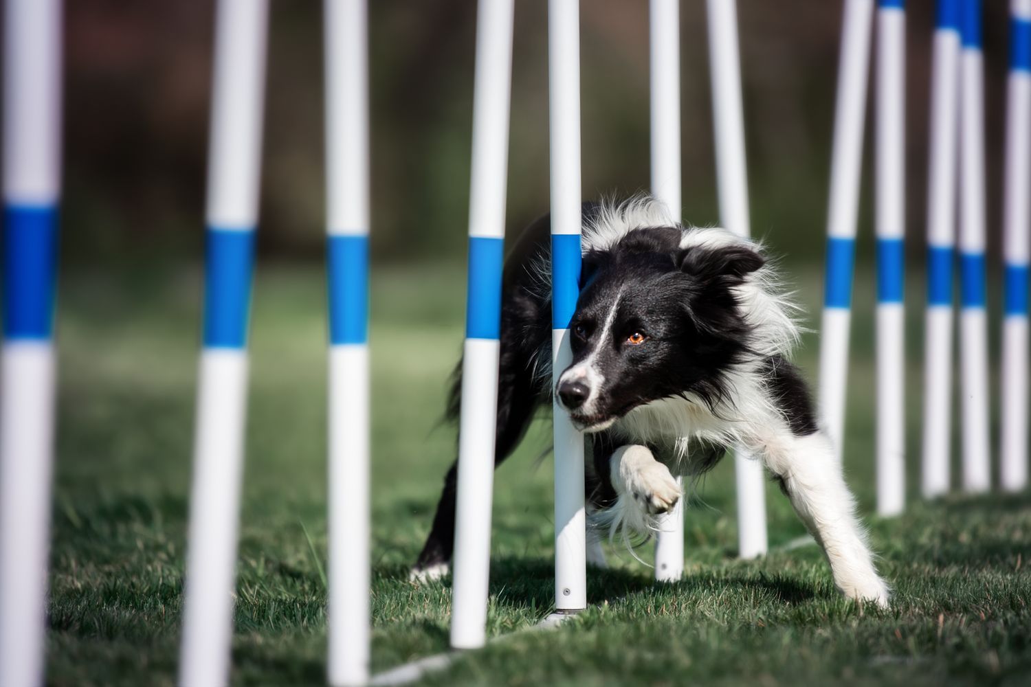 Tierfotografie Wild Ones Agility