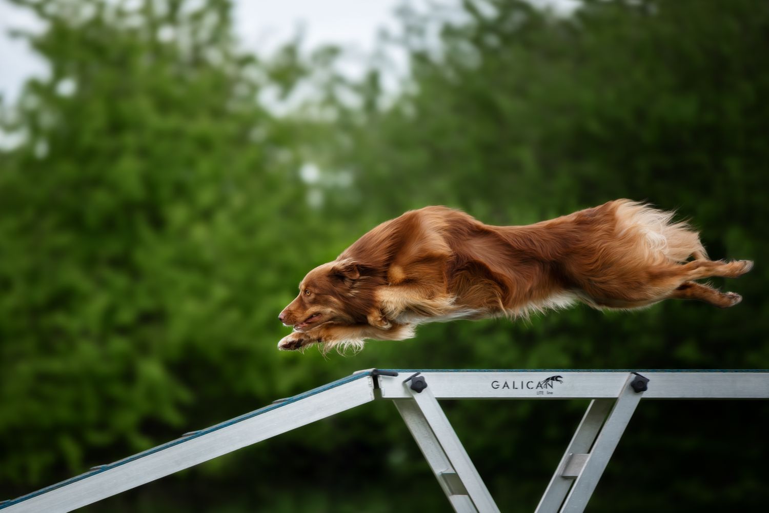 Tierfotografie Wild Ones Agility