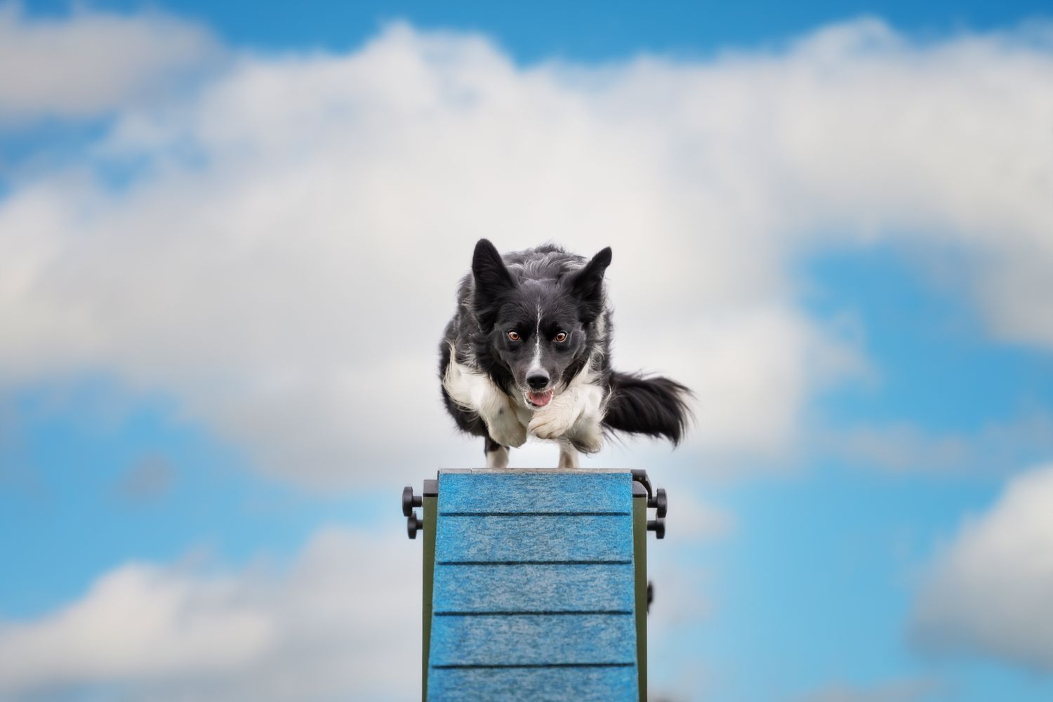 Tierfotografie Wild Ones Agility