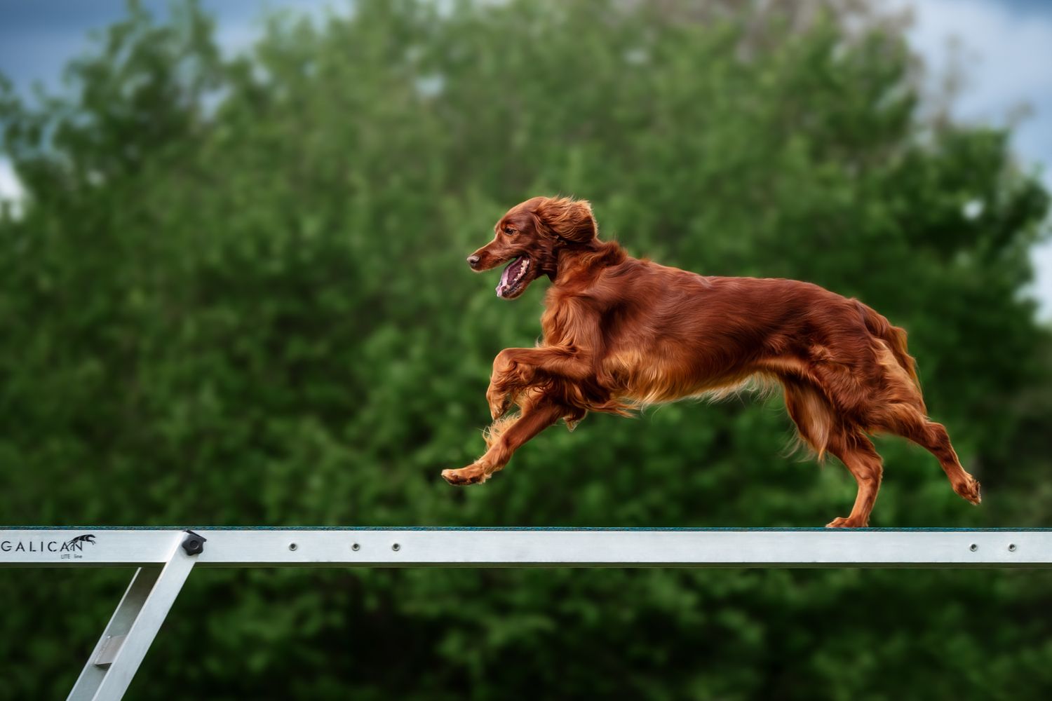 Tierfotografie Wild Ones Agility