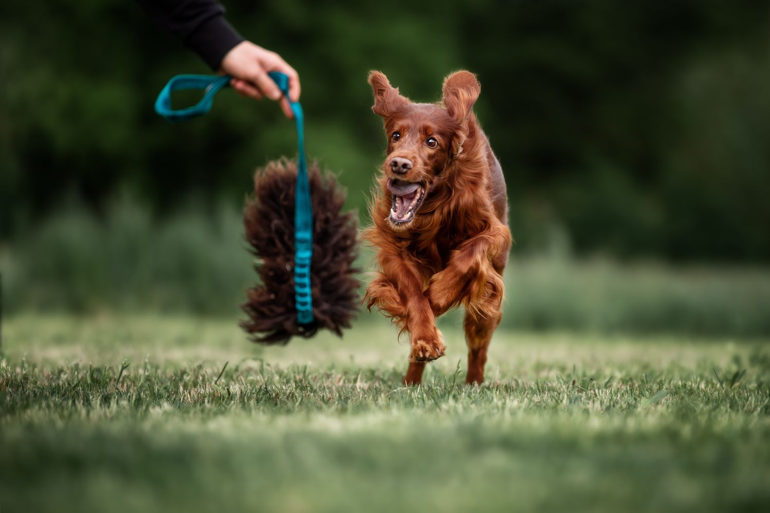 Tierfotografie Wild Ones Agility