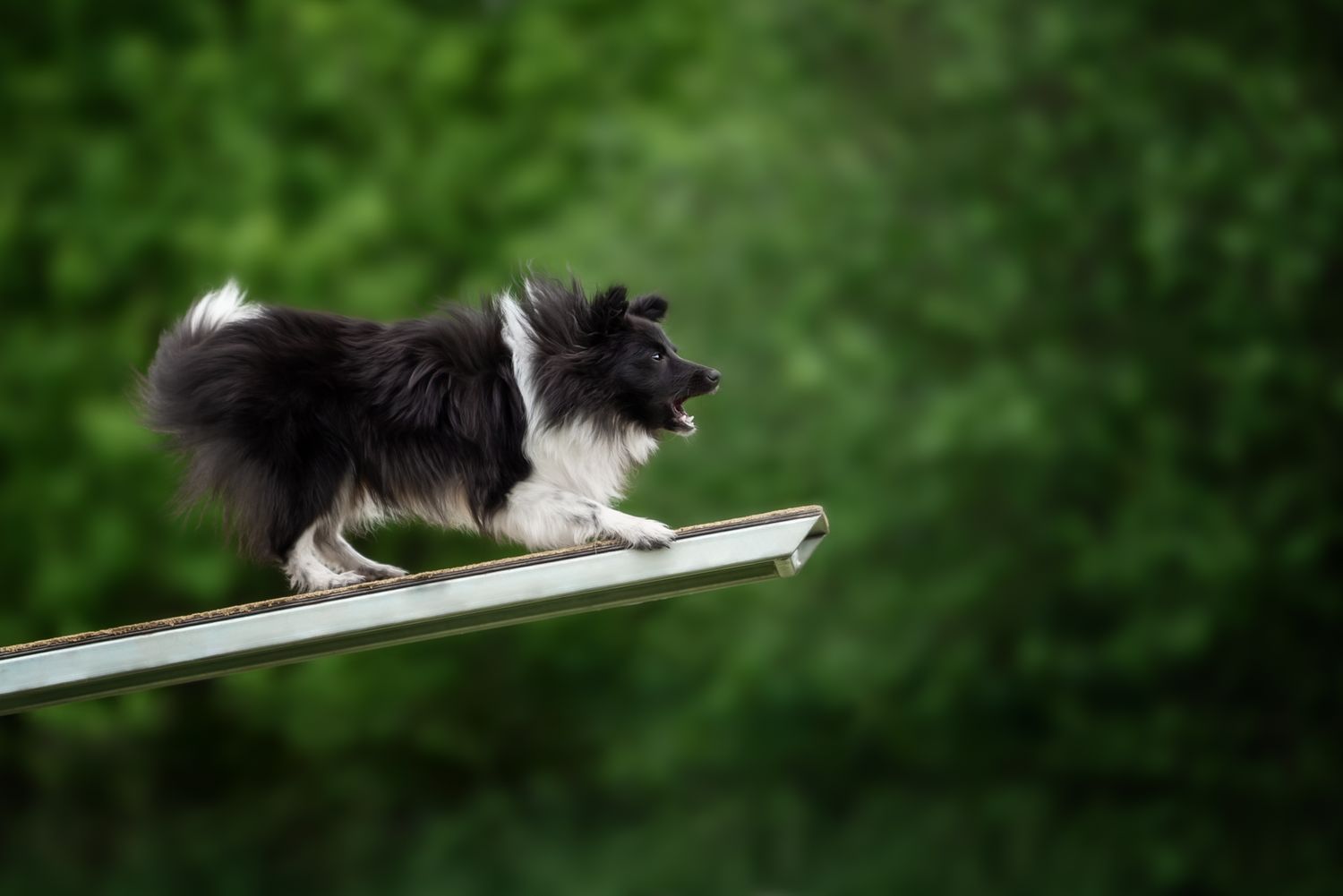 Tierfotografie Wild Ones Agility