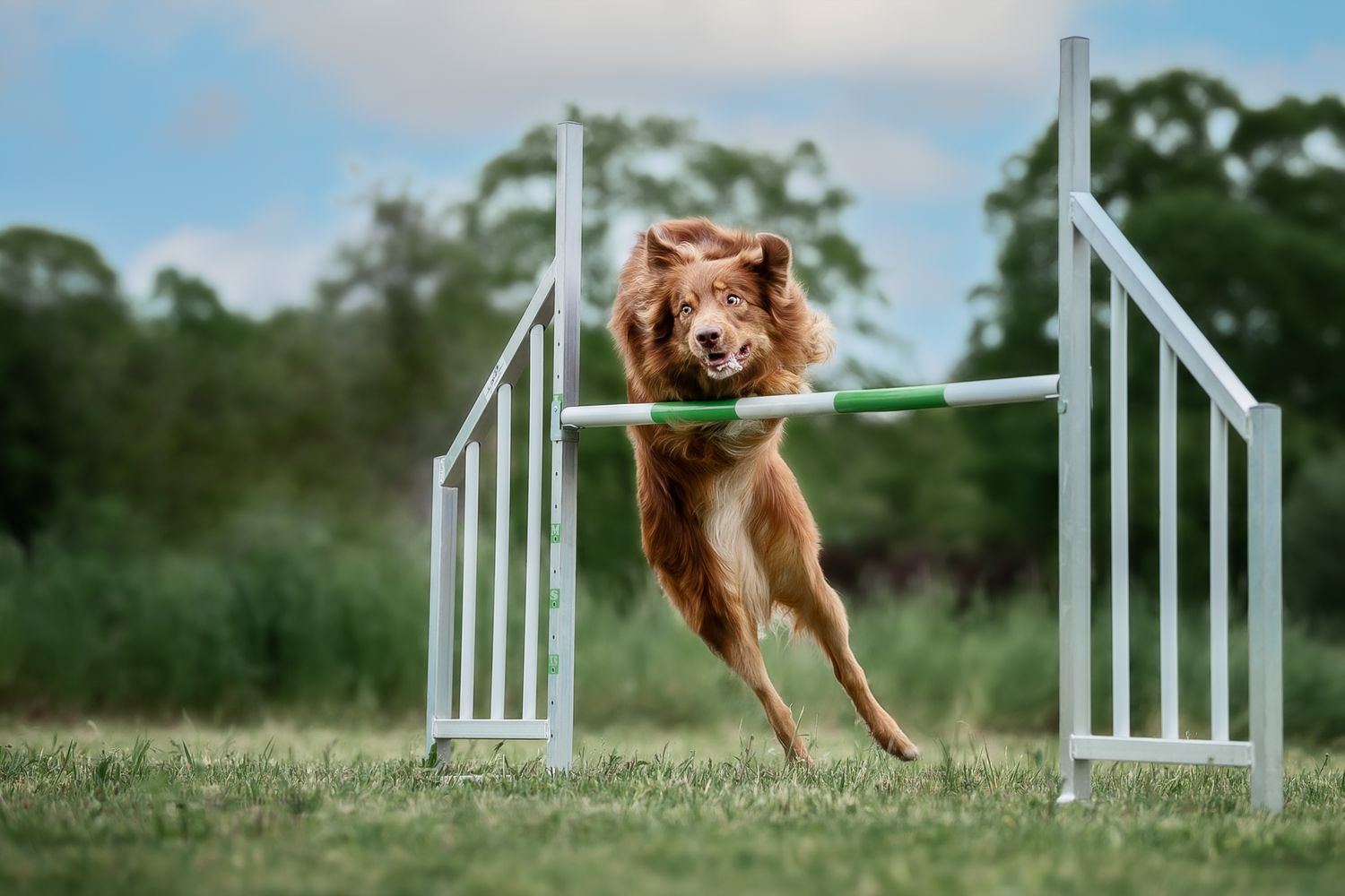 Tierfotografie Wild Ones Agility