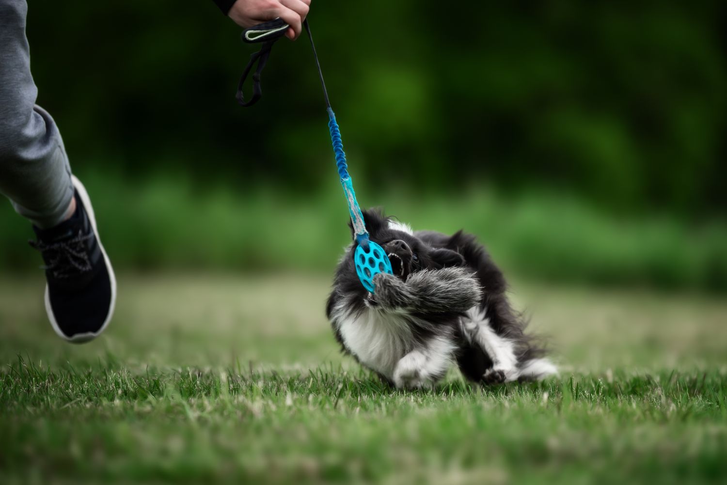 Tierfotografie Wild Ones Agility