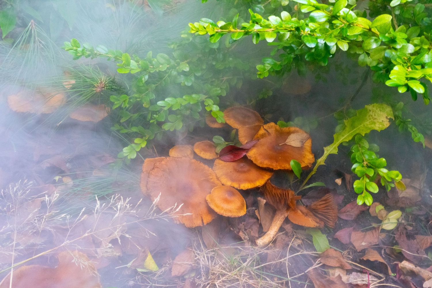 Cluster of orange mushrooms growing among green foliage in misty woodland setting.