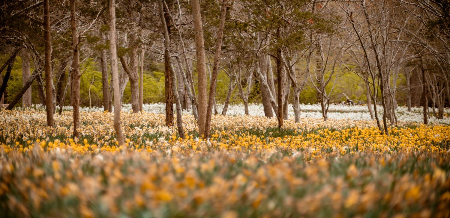 Field of yellow daffodils blooming among bare trees in a woodland setting.