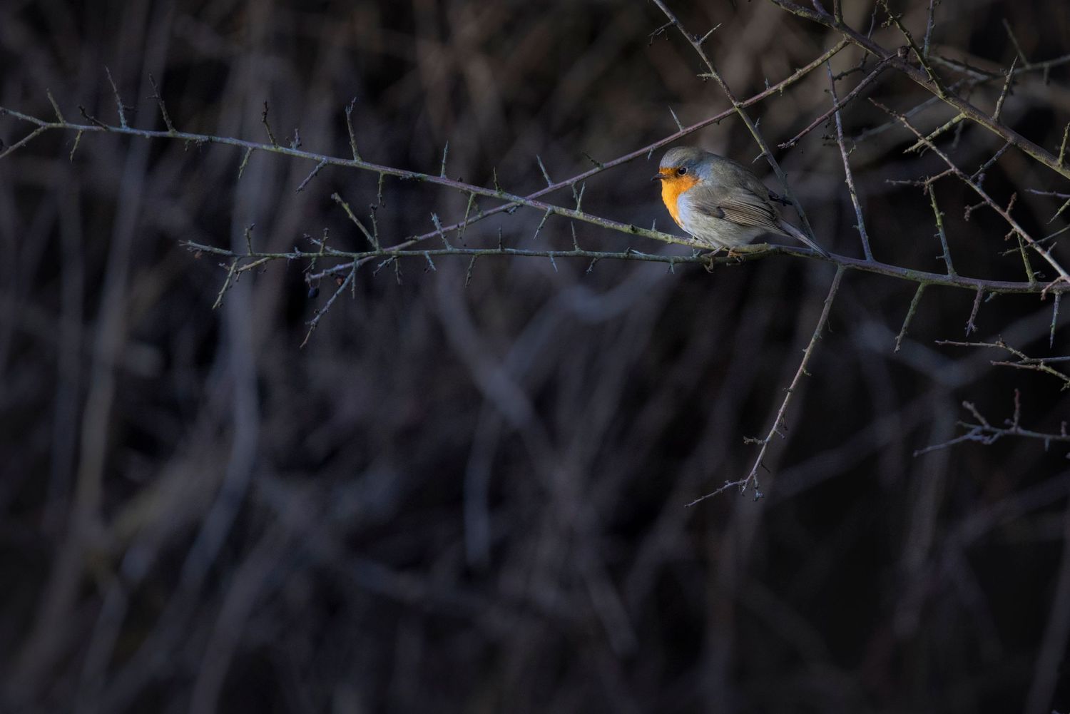 Bare winter tree branches against a dark moody background with natural lighting.