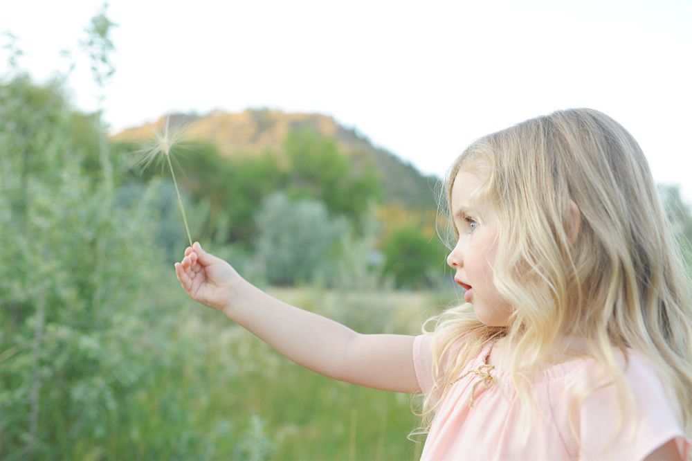 Young child holds a delicate dandelion against a nature backdrop in Kelowna, B.C.